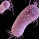 A 3D illustration of the gram-negative bacteria Pseudomonas aeruginosa